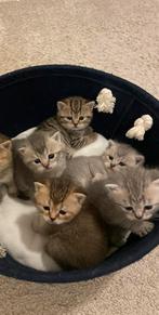 Beitse korthaar kittens golden shaded en lilac, Dieren en Toebehoren, Katten en Kittens | Raskatten | Korthaar, Meerdere dieren