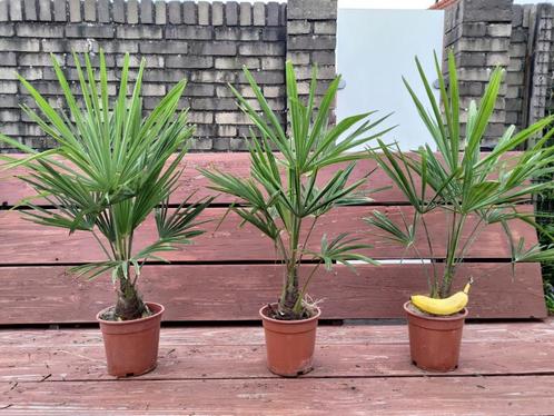 Winterharde palmen te koop, Tuin en Terras, Planten | Bomen, Palmboom, Minder dan 100 cm, Volle zon, Bloeit niet, In pot, Ophalen