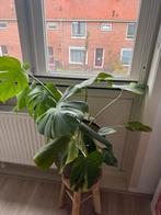 Monstera  Aurea & green on green plant te koop, Huis en Inrichting, Kamerplanten, Ophalen of Verzenden, Halfschaduw, Minder dan 100 cm
