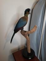 Opgezette purperkuiftoerako, Ophalen of Verzenden, Zo goed als nieuw, Vogel, Opgezet dier