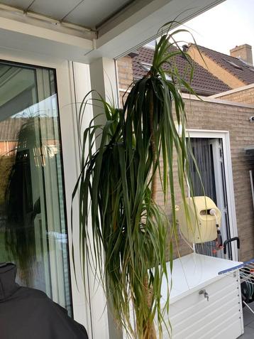 Zer mooie hoge kamerplant met pot op hydrocultuur beschikbaar voor biedingen