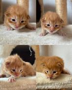 Maine Coon Kittens, Meerdere dieren, Ontwormd
