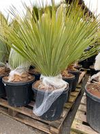 Yucca rostrata (palmlelie) te koop aangeboden, Zomer, Overige soorten, Ophalen, Volle zon