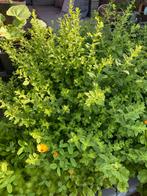 Grote citroen melisse, Tuin en Terras, Planten | Tuinplanten, Ophalen, Zomer, Kruiden, Volle zon