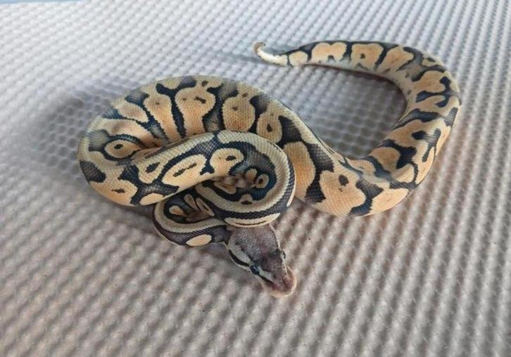 0.1 Python regius superpastel 66TH/DG/VPI/hypo nk 25
