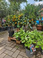 Limoen, Callamondin (sinaasappel/ mandarijn), Kumquat, Tuin en Terras, Planten | Bomen, Ophalen of Verzenden, Zomer, Volle zon