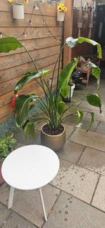 Grote Strelizia inclusief pot., Ophalen, Zomer, Overige soorten, Volle zon
