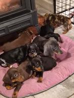 Super gave leuke dwergteckel puppies, Dieren en Toebehoren, Honden | Teckels en Dashonden, Parvo, 8 tot 15 weken, Korthaar, Dwerg