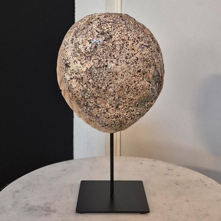 abalone schelp raw op standaard M, Huis en Inrichting, Woonaccessoires | Overige, Nieuw, Ophalen of Verzenden