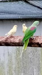 2 roodruggen (ws poppen) van 2025, Dieren en Toebehoren, Vogels | Parkieten en Papegaaien, Vrouwelijk, Parkiet