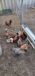 Broedeieren, Sabelpoot., Dieren en Toebehoren, Pluimvee, Geslacht onbekend, Kip