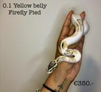 0.1 Yellow belly Fire Pastel Pied NK24, Slang