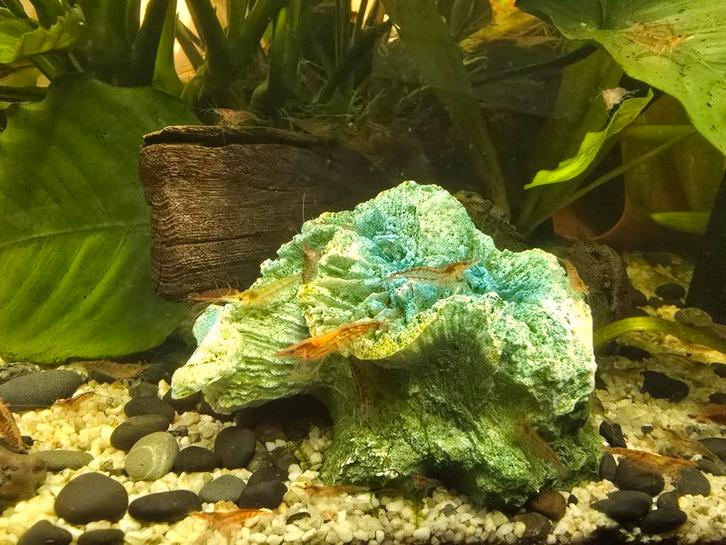 Vuurgarnaaltjes., Dieren en Toebehoren, Vissen | Aquariumvissen, Zoetwatervis, Kreeft, Krab of Garnaal
