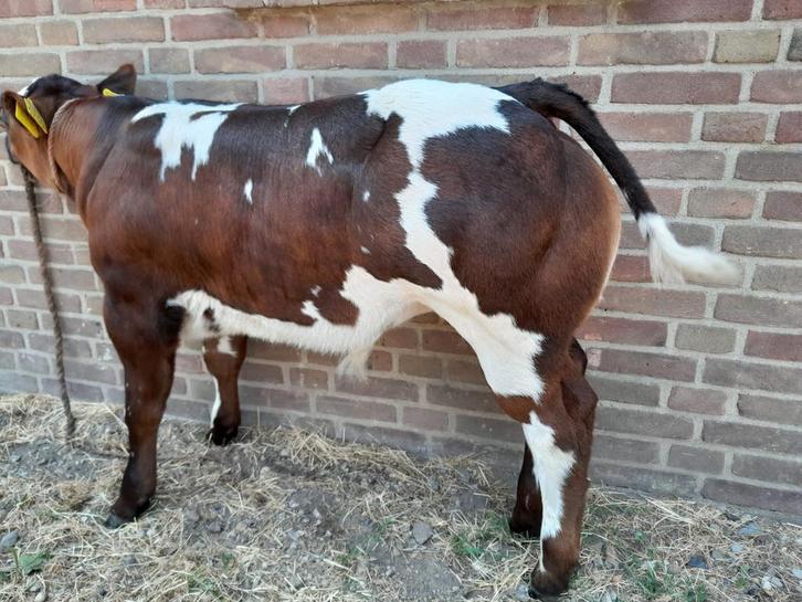 Dikbil stierkalf en drachtige vbr koe, Dieren en Toebehoren, Runderen, Meerdere dieren