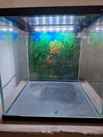 Kleine aqaurium, Dieren en Toebehoren, Vissen | Aquaria en Toebehoren, Ophalen