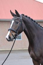 4 jarige Mister Diamond x Burggraaf, Dieren en Toebehoren, Paarden, Merrie, Gechipt, Dressuurpaard, Zadelmak