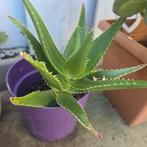 Leuke planten, Tuin en Terras, Planten | Tuinplanten, Ophalen of Verzenden, Overige soorten, Volle zon