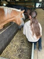 Verzorgpony gezocht! - Omgeving Ilpendam, Ophalen of Verzenden
