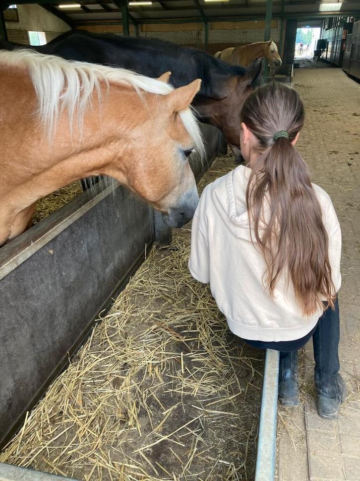 Verzorgpony gezocht! - Omgeving Ilpendam, Hobby en Vrije tijd, Overige Hobby en Vrije tijd, Ophalen of Verzenden