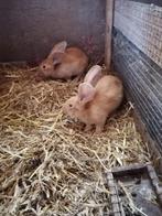Gele Vlaamse reuzen, Dieren en Toebehoren, Meerdere dieren, Groot, 0 tot 2 jaar