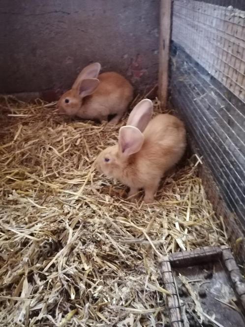 Gele Vlaamse reuzen, Dieren en Toebehoren, Konijnen, Groot, Meerdere dieren, 0 tot 2 jaar