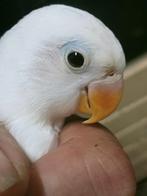 Prachtige piep jonge agapornis fisheri wit split INO man dna, Mannelijk, Dwergpapegaai of Agapornis, Geringd