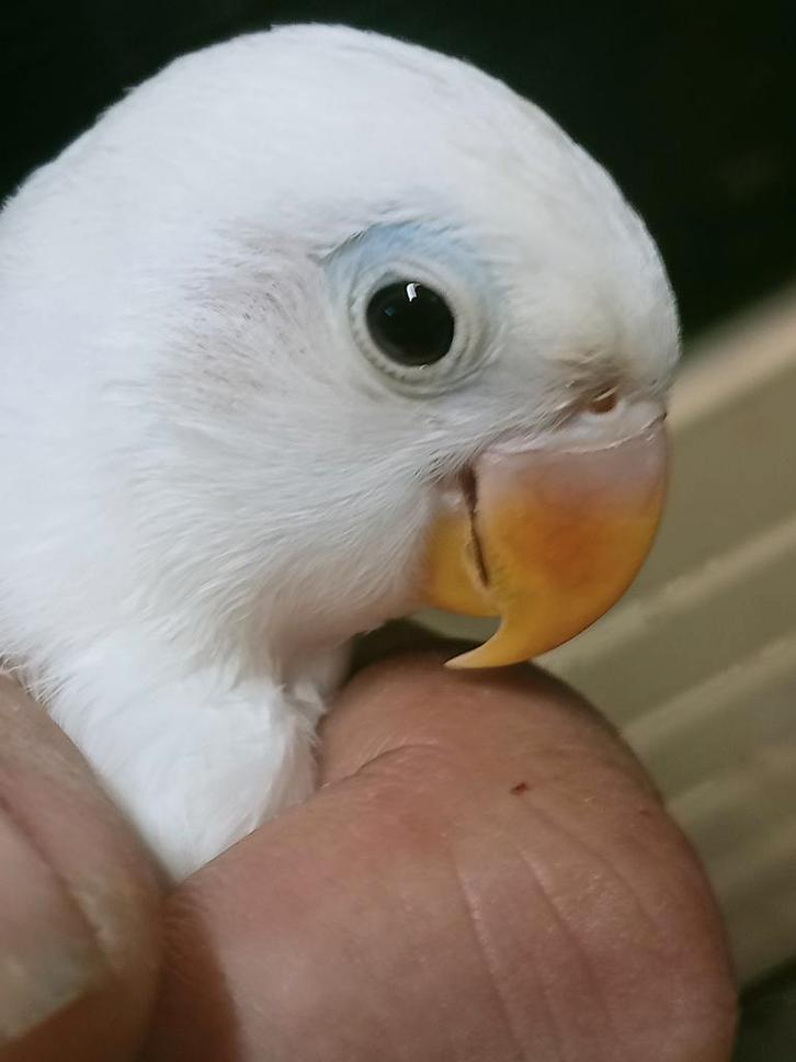 Prachtige piep jonge agapornis fisheri wit split INO man dna, Dieren en Toebehoren, Vogels | Parkieten en Papegaaien, Dwergpapegaai of Agapornis