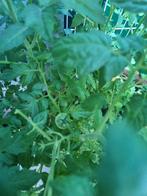Cherry tomaten plant, Tuin en Terras, Planten | Tuinplanten, Ophalen, Volle zon, Groenteplanten, Eenjarig