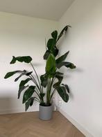 Hoge Strelitzia kamerplant, Huis en Inrichting, Kamerplanten, Overige soorten, Volle zon, 200 cm of meer, Ophalen