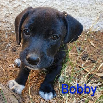 Bobby, een lief klein mannetje beschikbaar voor biedingen
