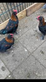 Jonge Marans kriel haantjes, Mannelijk, Kip