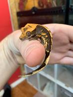 Crested gecko tricolor, Dieren en Toebehoren, Hagedis, 0 tot 2 jaar