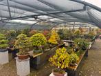 Nobilis Bonsai Uitverkoop - Alles Moet Weg!, Ophalen, Bloeit niet, Overige soorten, Halfschaduw