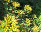 Vaste plant : Gele sedum  2 euro, Tuin en Terras, Planten | Tuinplanten, Volle zon, Vaste plant, Zomer, Ophalen