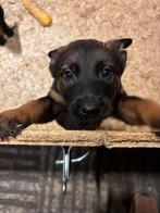 Mechelse herder pups 1 teef 1 reu beschikbaar, Dieren en Toebehoren, Rabiës (hondsdolheid), 8 tot 15 weken, Meerdere, Meerdere dieren