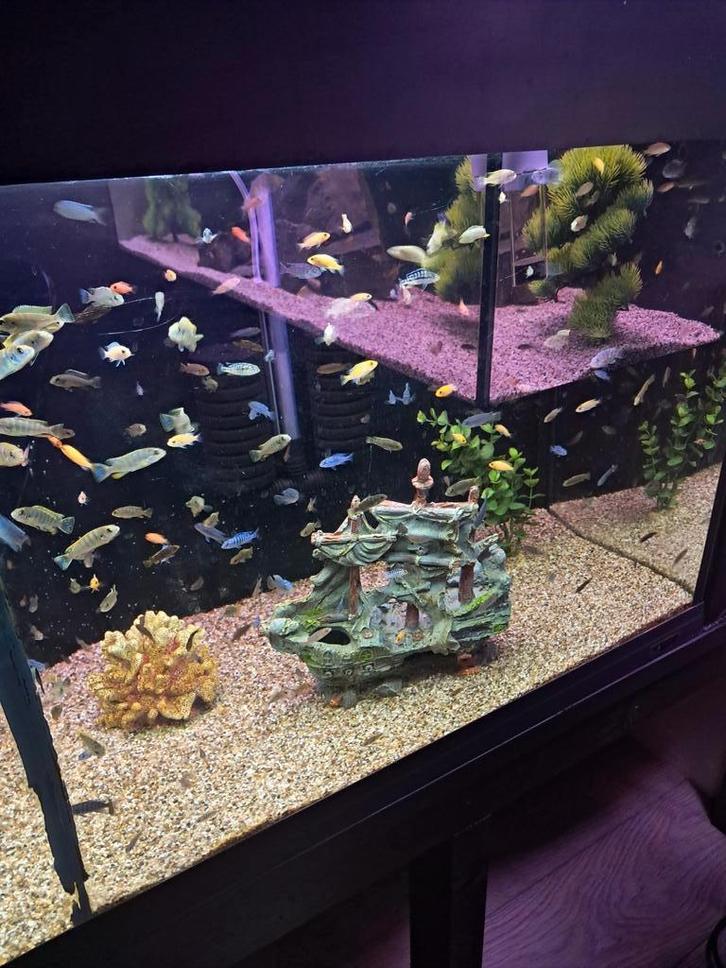 Malawi mbuna, Dieren en Toebehoren, Vissen | Aquariumvissen, Vis