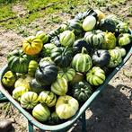 Sierpompoentjes  10 v €4,-, Ophalen of Verzenden, Volle zon