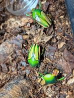 Eudicella hornimani larven, Dieren en Toebehoren, Overige soorten