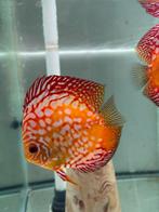 Semi bewezen discus koppel checkerboard, Dieren en Toebehoren, Vis