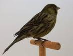 Prachtige zwart kobalt kanarie TT kwaliteit, Dieren en Toebehoren, Meerdere dieren