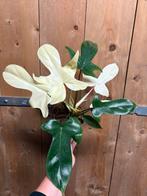 Philodendron florida beauty albo white wit variegata, Ophalen of Verzenden, Halfschaduw, Minder dan 100 cm