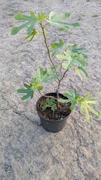 Vijg 2 soorten Rouge de Bordeaux en Longue d'Aout, Tuin en Terras, Planten | Fruitbomen, Minder dan 100 cm, Lente, In pot, Ophalen of Verzenden