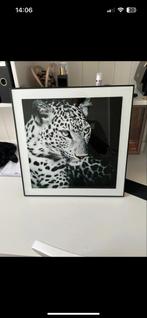 Luipaard Schilderij met Glas, Huis en Inrichting, Woonaccessoires | Schilderijen, Tekeningen en Foto's, 50 tot 75 cm, Ophalen of Verzenden