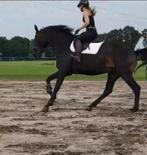 Zadelmak maken/doorrijden/trauma + gedragsproblemen oplossen, Diensten en Vakmensen, Dieren | Paarden | Verzorging, Oppas en Les