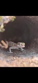 Micro gekko, Tropiocolotes steudneri
3 keer, Hagedis, Tam, 0 tot 2 jaar