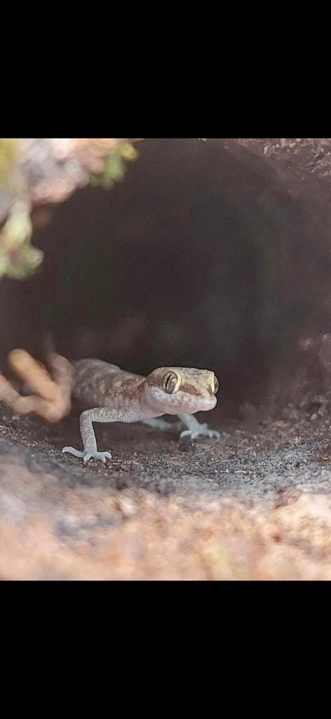 Micro gekko, Tropiocolotes steudneri
3 keer