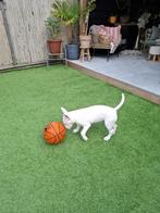 Engelse Bull Terrier pup 14 weken – lief,sociaal en speels, Bull Terriër, Reu, 8 tot 15 weken, Eén hond