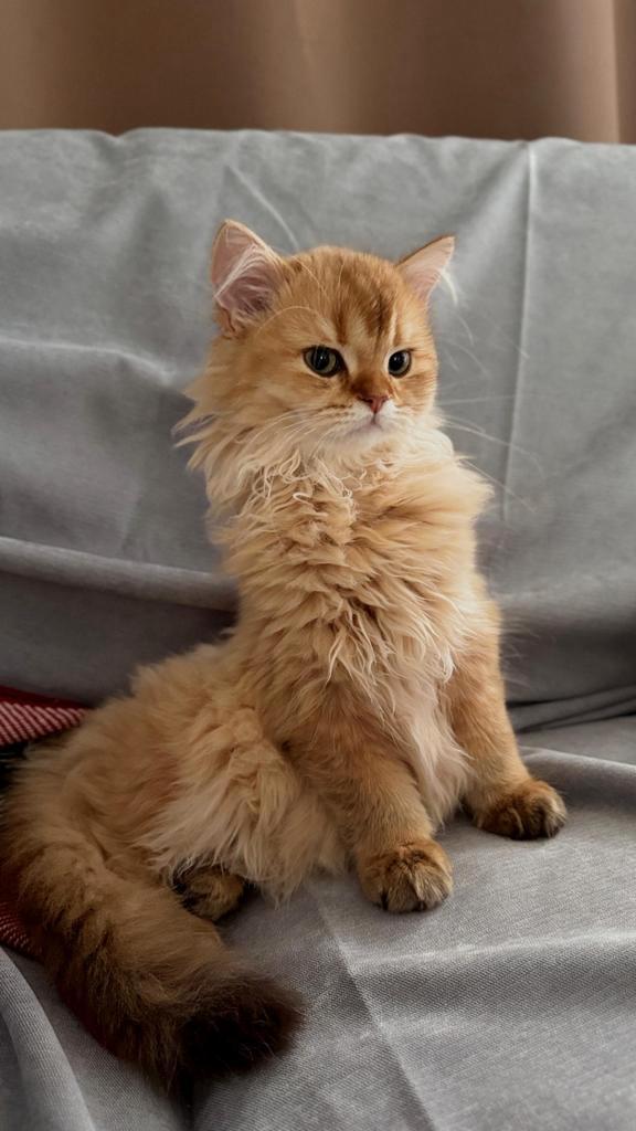 Raszuivere Brits kittens met stamboom, Dieren en Toebehoren, Katten en Kittens | Raskatten | Langhaar, Kater, 0 tot 2 jaar, Met stamboom