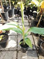 Musa acuminata sp microcarpa, Volle zon, Vaste plant, Ophalen of Verzenden, Zomer