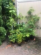 Grote tuinplanten, aucuba, catalpa, es, treurconifeer, Ophalen, Vaste plant, Overige soorten, Halfschaduw